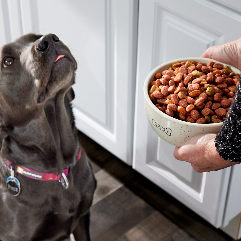 dog bowl (md)