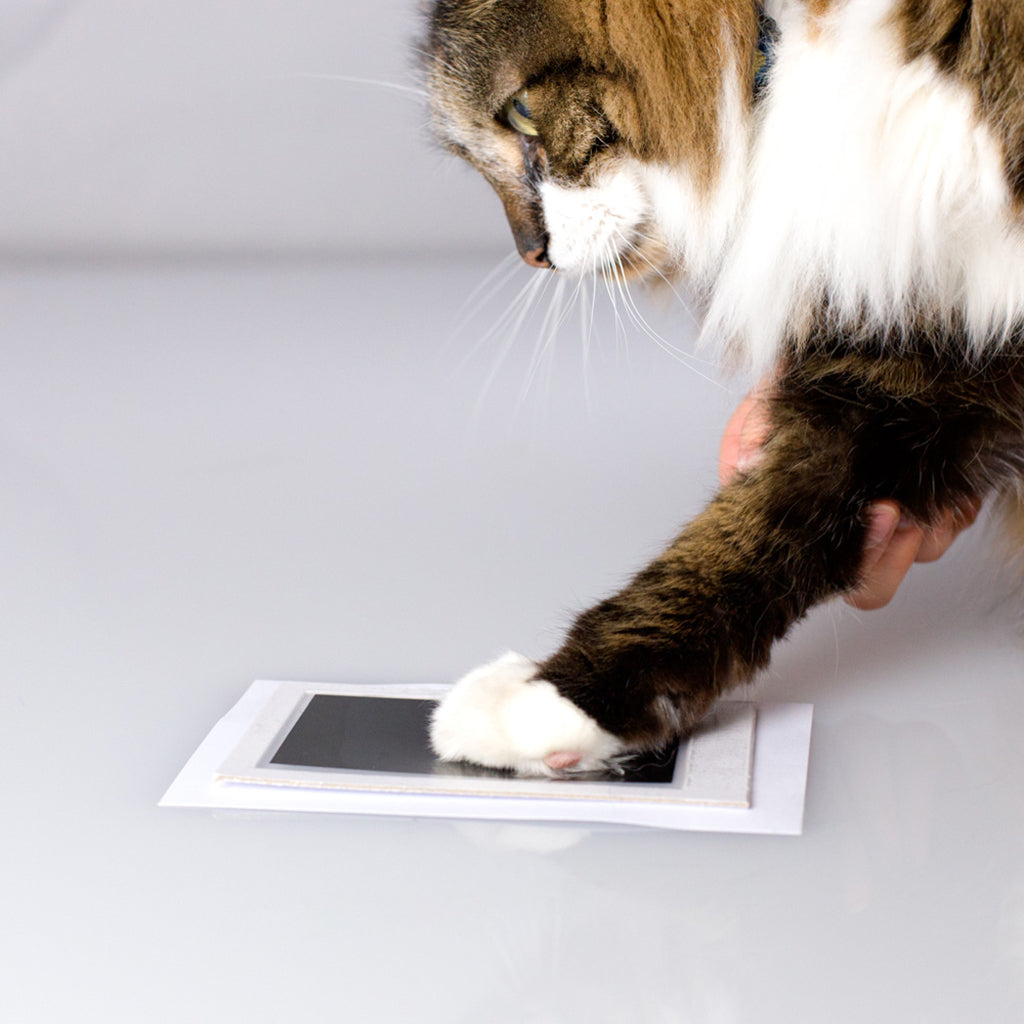 pearhead's pawprints desk frame