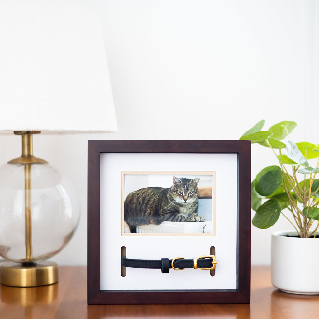 pet collar frame