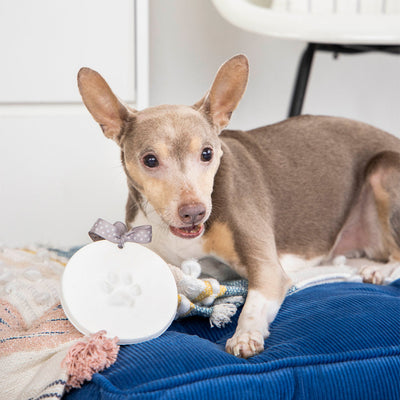 A dog with the pawprints keepsake.